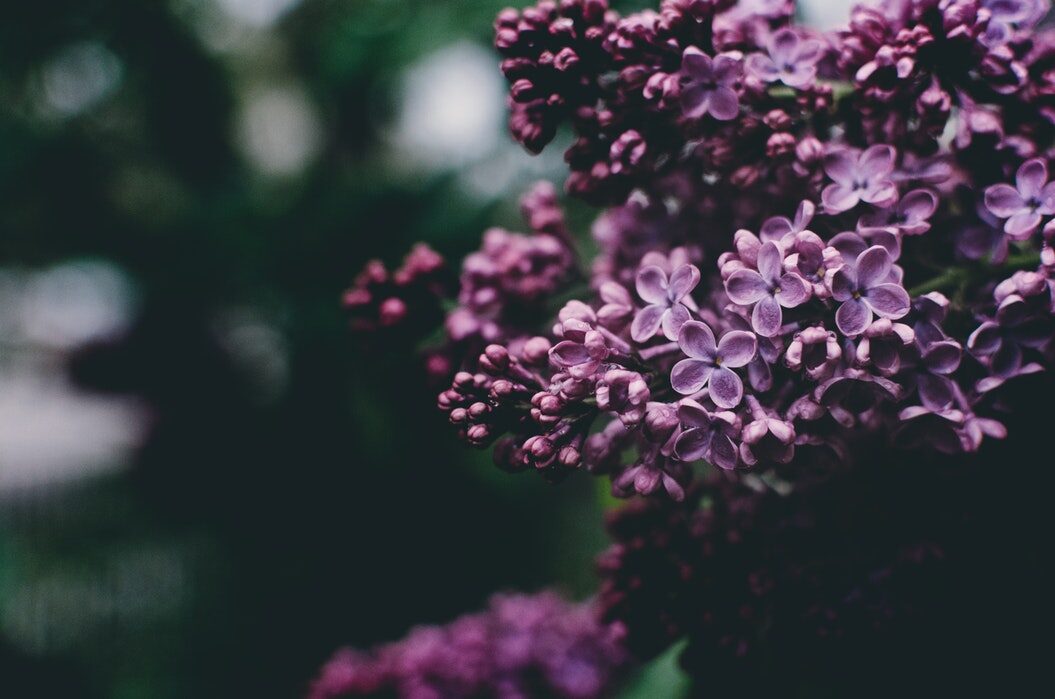 Close-up of fresh lilac flowers with a soft-focus green background