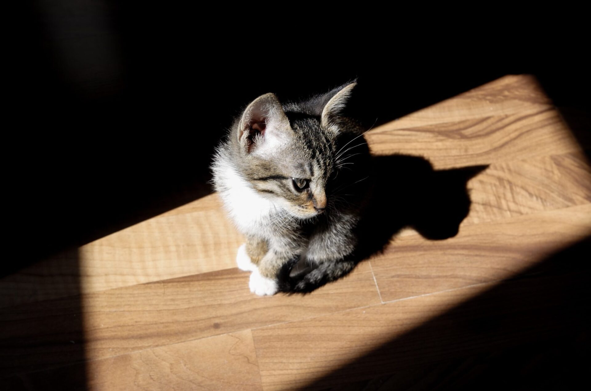 A cat sitting on a laminate floor looking up