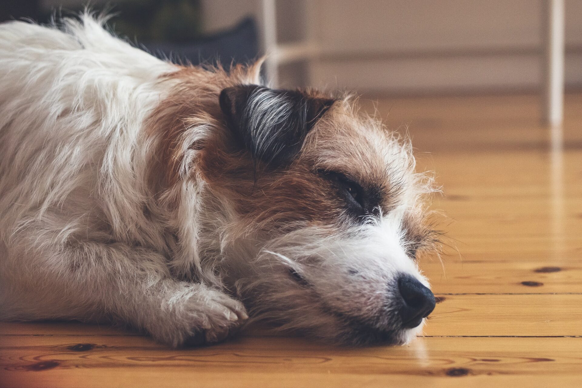 Close-up of fluffy dog fur, soft focus background